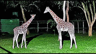 Nandankanan brings in two giraffes from Kol zoo