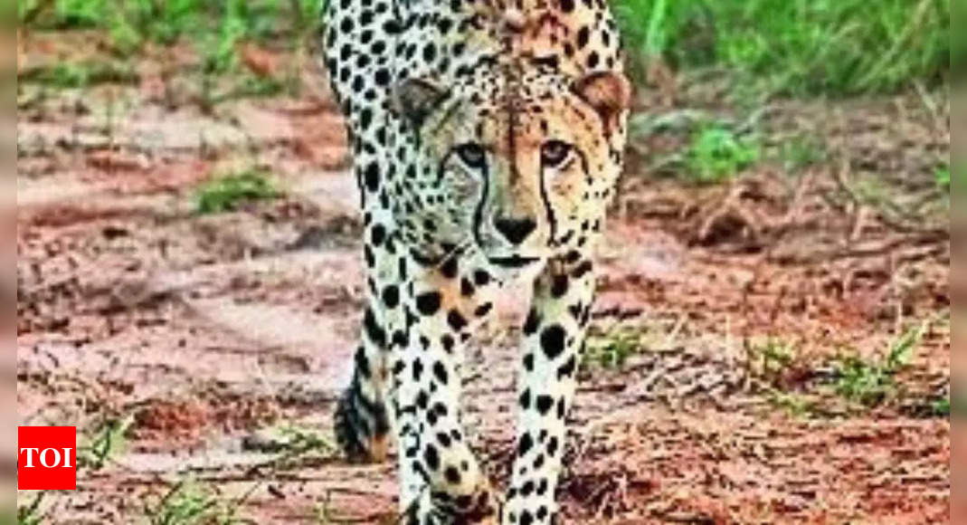 Cheetah Pawan: Cheetah Pawan's Mysterious Death at Kuno National Park | Bhopal News - Times of India