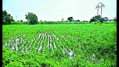 Crop Damage: Heavy Showers Damage Crops on 11.7 Lakh Hectares in ...