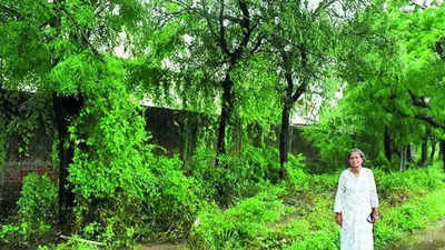 Trees saved from axe in 2020 shield Vadodara housing society from crippling floods