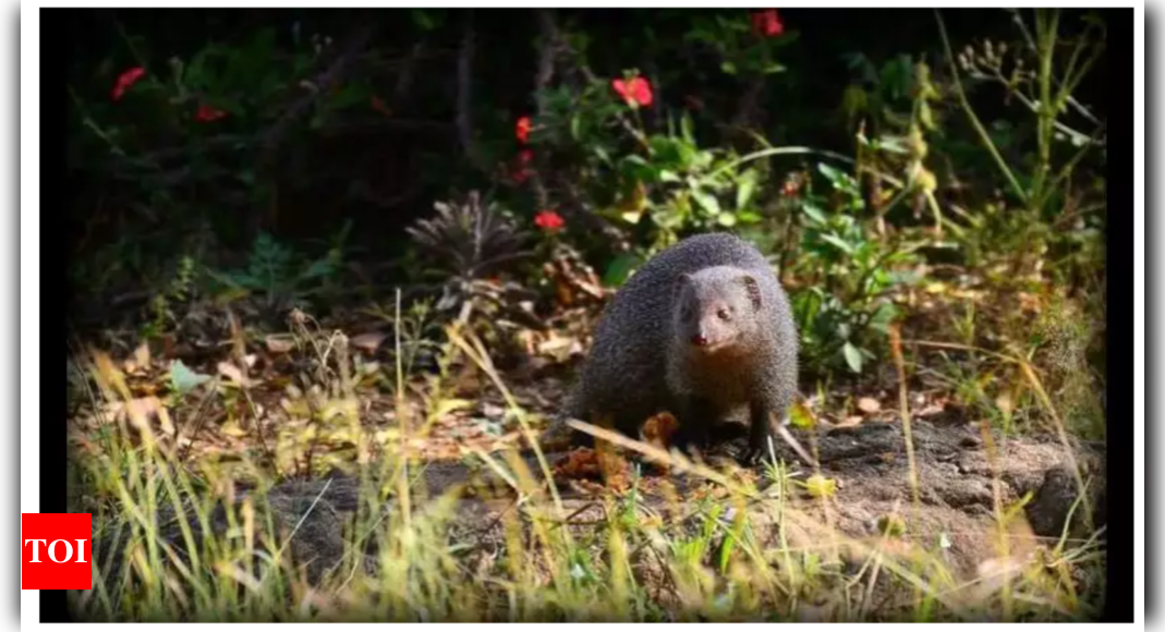 Japanese island eradicates rabbit-killing mongoose – Times of India