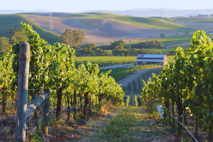 Napa Valley, California