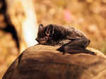 ​Unveiling the mysterious world of night-dwelling bats with fascinating secrets you didn’t know​