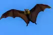 ​Unveiling the mysterious world of night-dwelling bats with fascinating secrets you didn’t know​