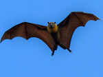 ​Unveiling the mysterious world of night-dwelling bats with fascinating secrets you didn’t know​