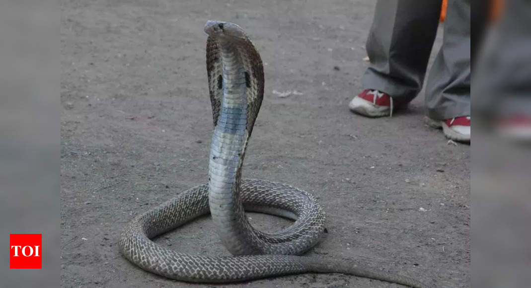 Large Snake Found in Wappingers Falls Pond