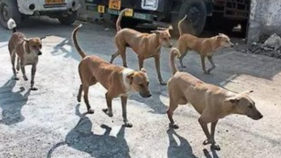 How many stray dogs in city? Noida to hold its first census