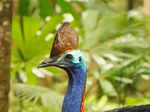 ​Captivating insights you need to learn about the formidable cassowary​