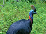 ​Captivating insights you need to learn about the formidable cassowary​