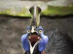 ​Captivating insights you need to learn about the formidable cassowary​