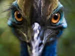 ​Captivating insights you need to learn about the formidable cassowary​