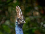 ​Captivating insights you need to learn about the formidable cassowary​