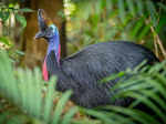 ​Captivating insights you need to learn about the formidable cassowary​