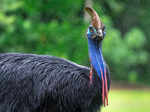 ​Captivating insights you need to learn about the formidable cassowary​