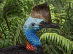 ​Captivating insights you need to learn about the formidable cassowary​