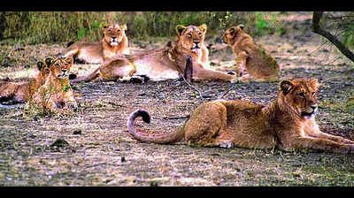 AI system to detect lion movements on tracks in Gujarat