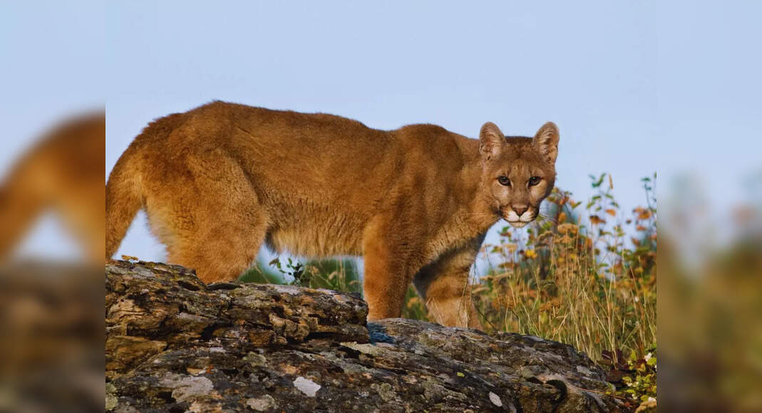 Mountain lion attack 5yearold attacked by a mountain lion in a(02)