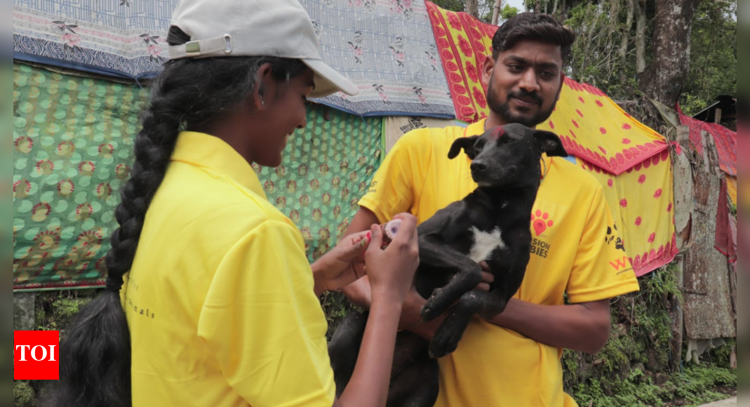 Rabies Vaccination: Zero rabies deaths in 7 years: How Kodaikanal did ...