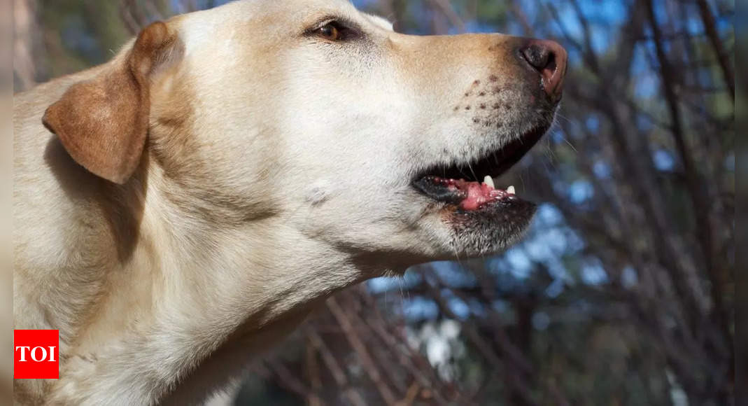 Why do street dogs cry and bark at night? Key insights into their behaviour | – Times of India