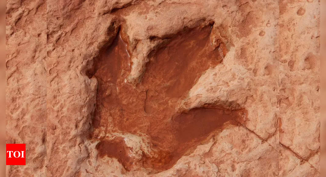 Mom-daughter duo to find 220 million-year-old dinosaur footprints; PICS INSIDE – Instances of India