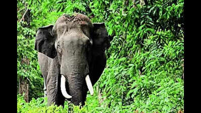 Lone tusker on rampage strikes fear in Rayagada