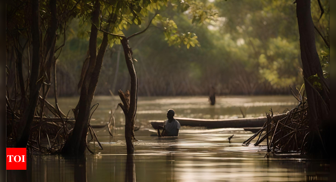 Mozambique okays Africa’s largest mangrove restoration project – Times of India