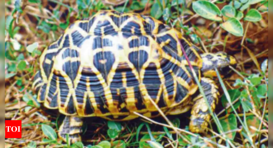 ‘Ninja turtle gang’ drives star tortoise smuggling from Chennai | Chennai News