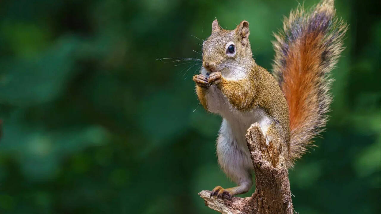 Did You Know Squirrels See The World In Just Two Colours?