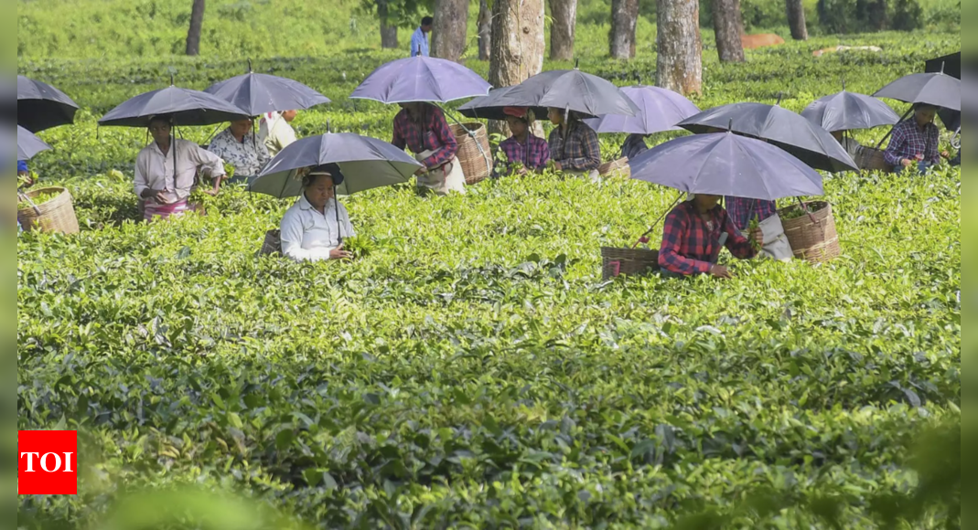 Assam Introduces Land Transaction Restrictions for Residents