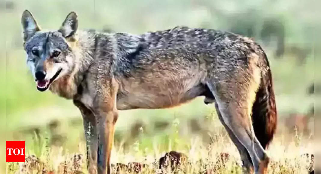 UP wolf terror: Despite patrolling, fear persists in Bahraich villages