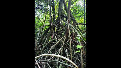 Myristica swamp forest discovered in Kumbral