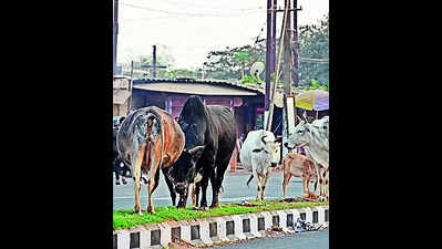 City commuters rue stray cattle menace