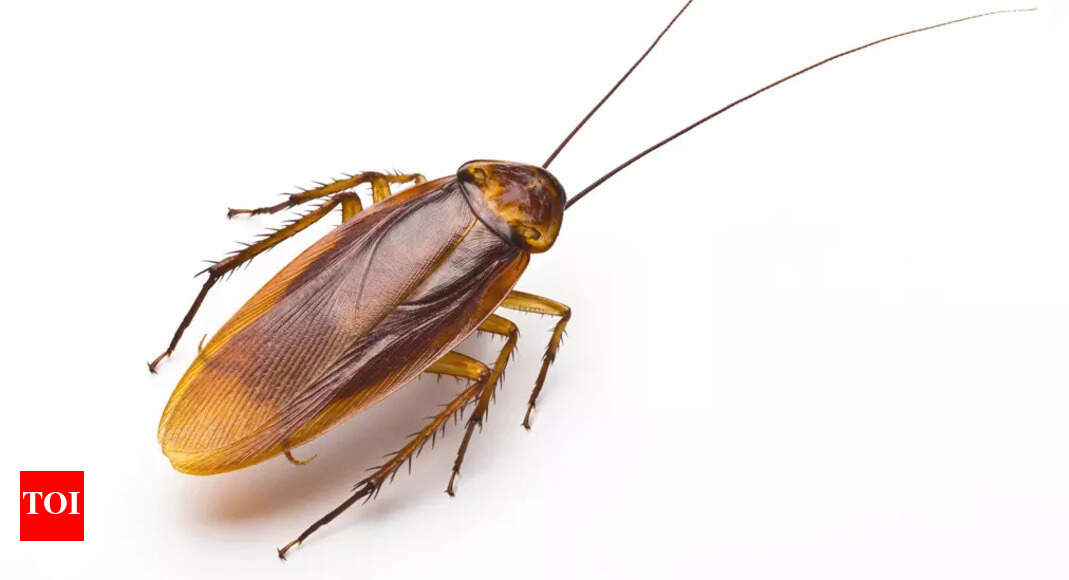 Man wakes to cockroach stuck in his throat: 'It had wings' - What happened next?