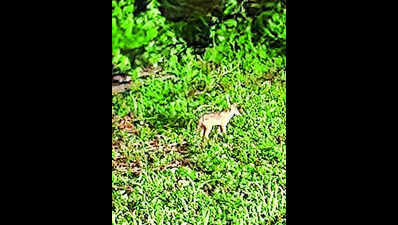 Mumbai: Vikhroli East residents panic after spotting ‘wolves’, alert