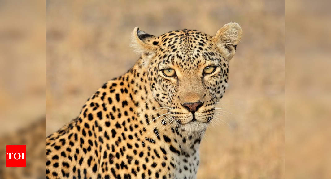 Leopard attack in Udaipur