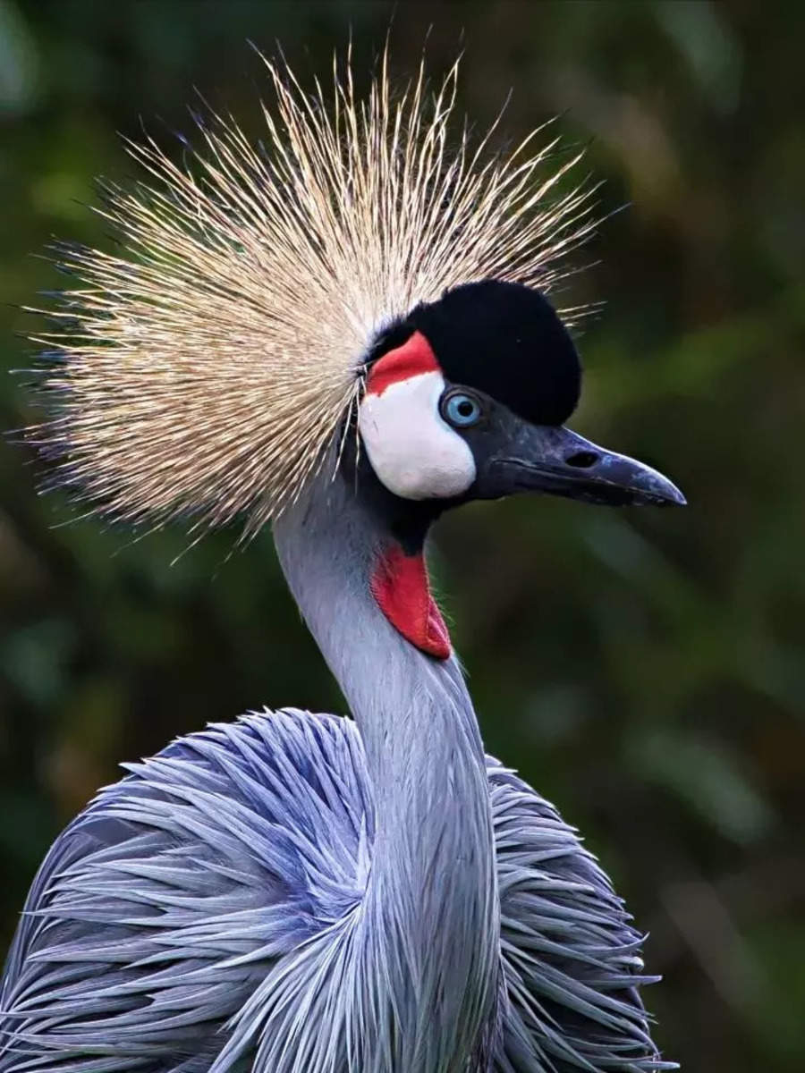 9 most unique and rare birds in the world