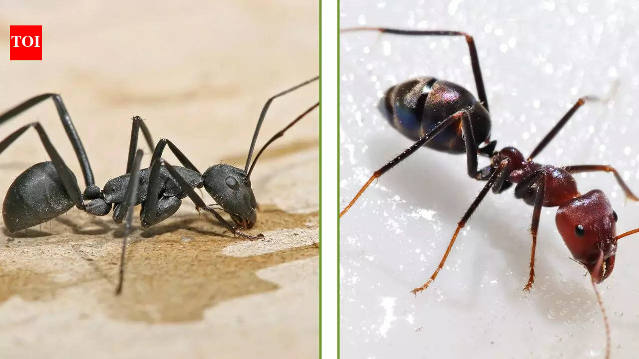 Black vs Red ants: Key differences, habits, and effective pest control ...