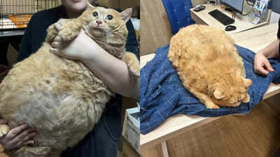 Crumb the chonky cat: 17kg cat who 'couldn't even walk' after cookie and soup diet rescued from Russian hospital