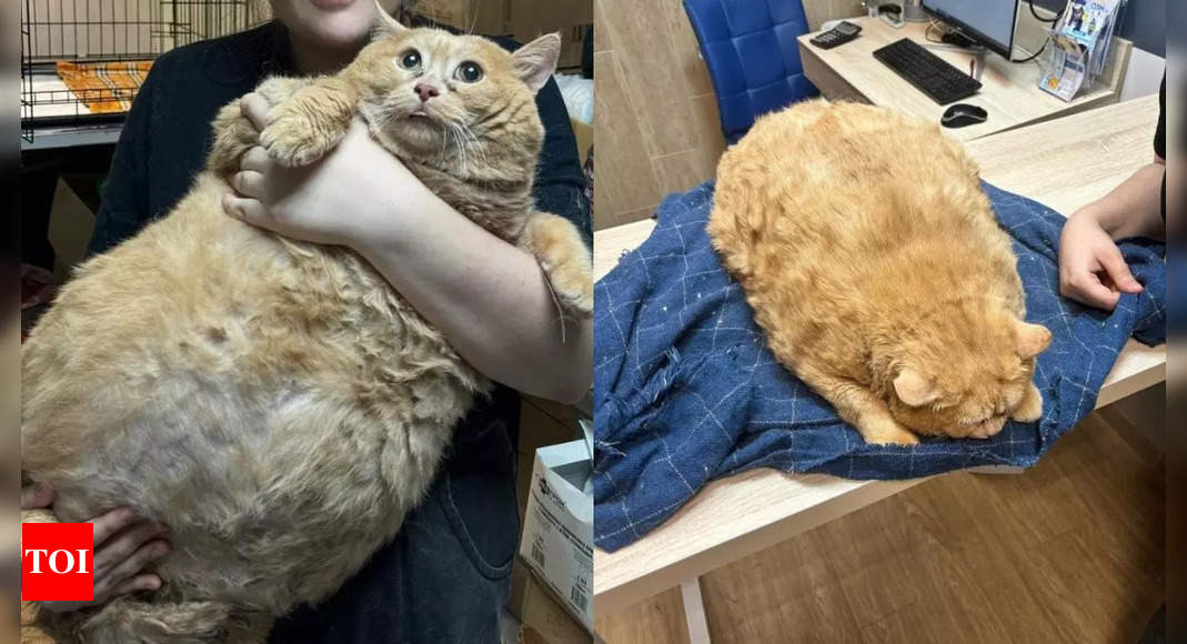 Chonky Cat: Crumb the chonky cat: 17kg cat who 'couldn't even walk ...