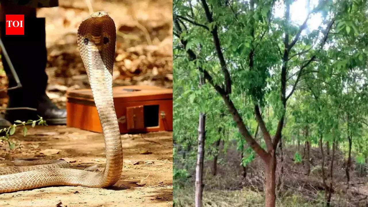 Why do snakes live on sandalwood trees? | - The Times of India