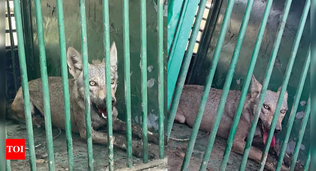 UP wolf attacks: Fifth 'killer' predator captured in Bahraich; final search underway