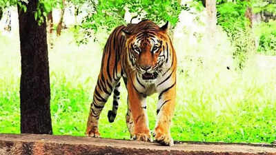 Tiger Population Growing Amid Strong Prey Base In Amrabad, Shows ...