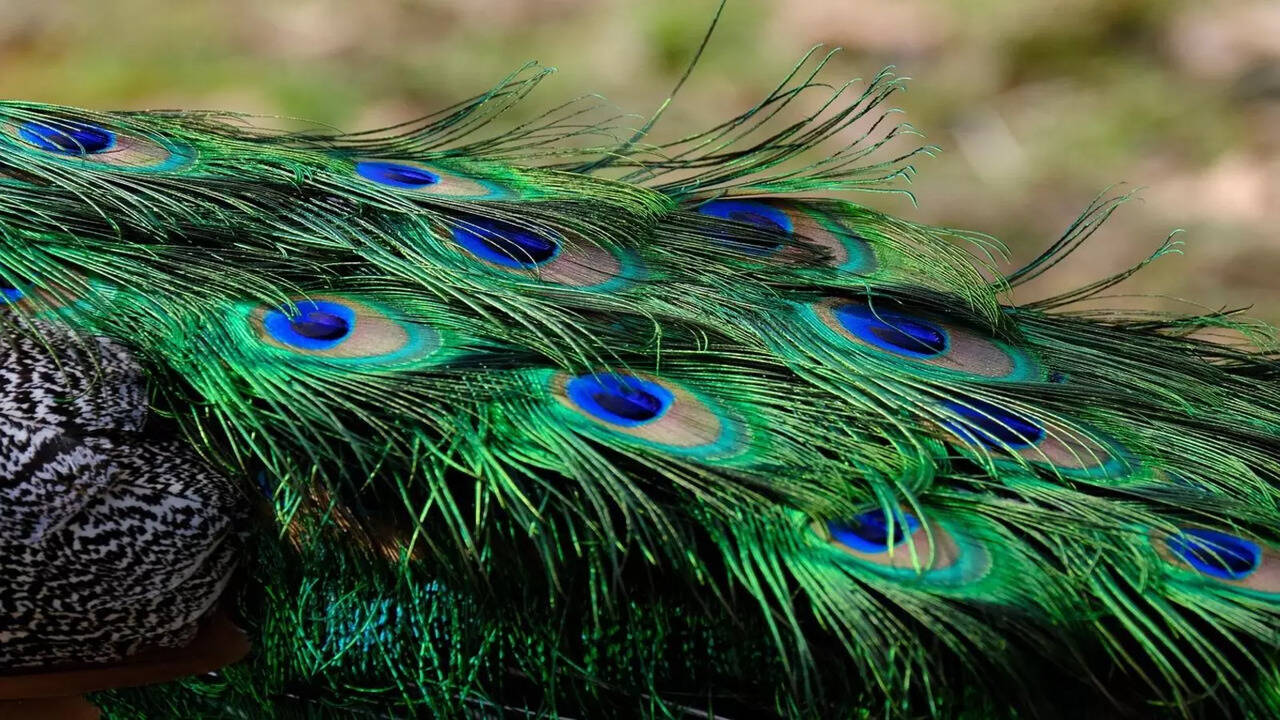 Keep Peacock Feathers at these places to attract Luck and Wealth | - The  Times of India