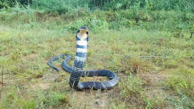 Community Led Initiative Sparks Hope For King Cobra Conservation ...