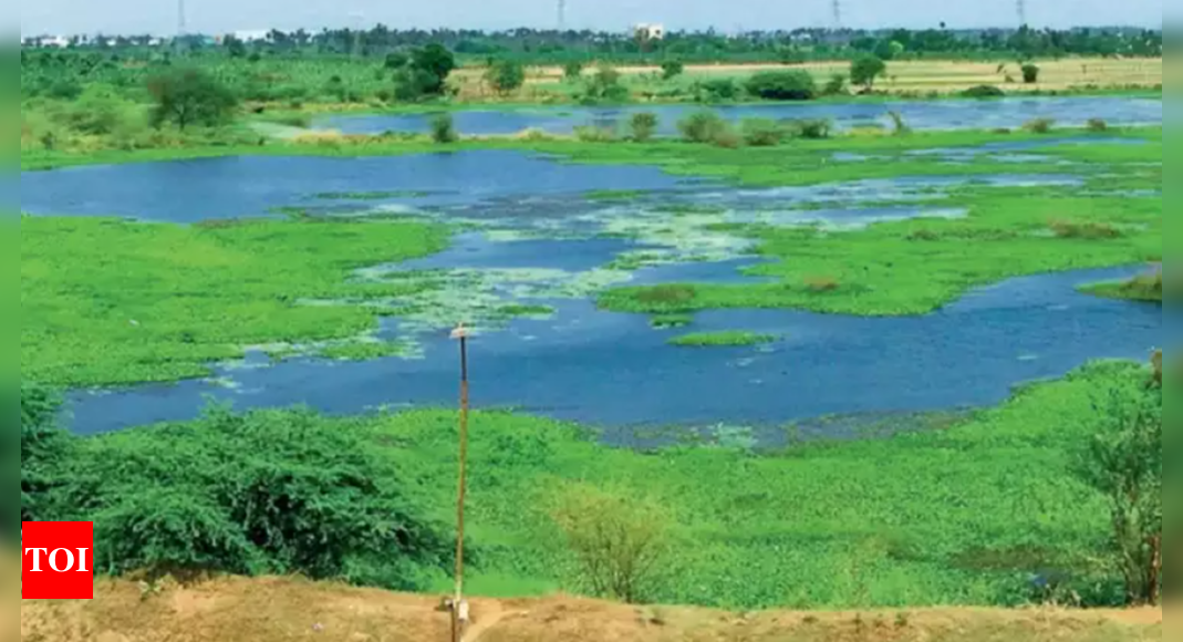 Chennai’s Manali Kadapakkam Lake Set to Transform into Largest Eco-Park | Chennai News