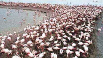 C-shaped miracle: Kutch sees unprecedented flamingo breeding success with 50,000 chicks