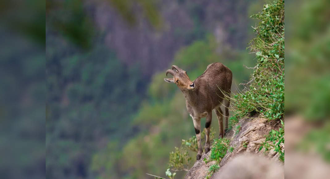 5 unique wildlife species exclusive to India, and where to find them