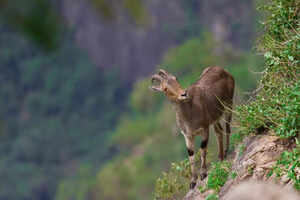 5 unique wildlife species exclusive to India, and where to find them