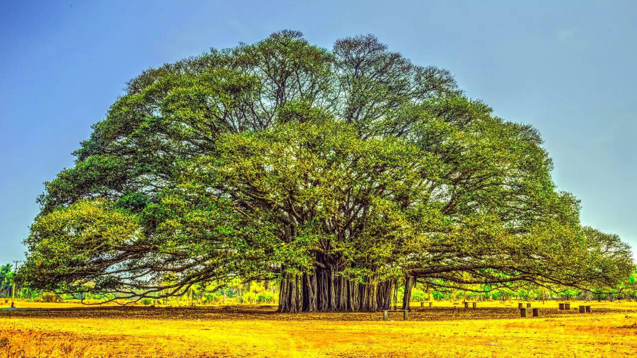 Banyan Tree shops