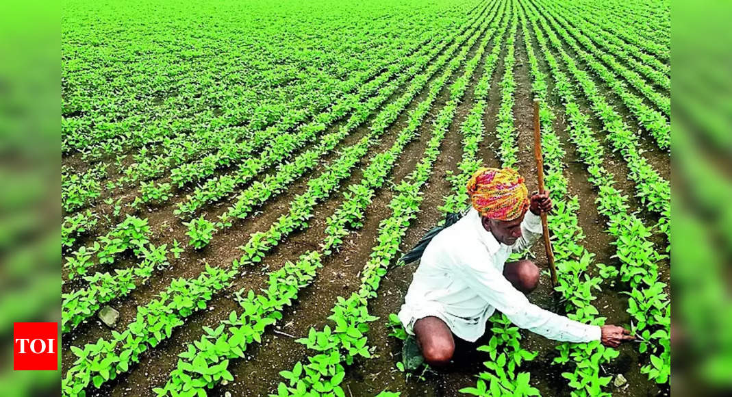 Central Govt Approves Soybean MSP at Rs 4,892